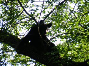 Newstalk KZRG, black bear