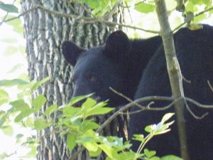 Newstalk KZRG, black bear