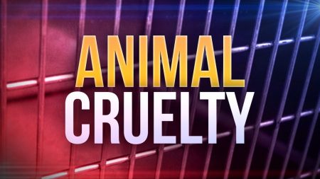 animal cruelty, animal abuse, Newstalk KZRG