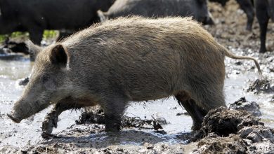 Photo of Southern Missourians Demanding Lift Of Feral Hog Hunting Ban