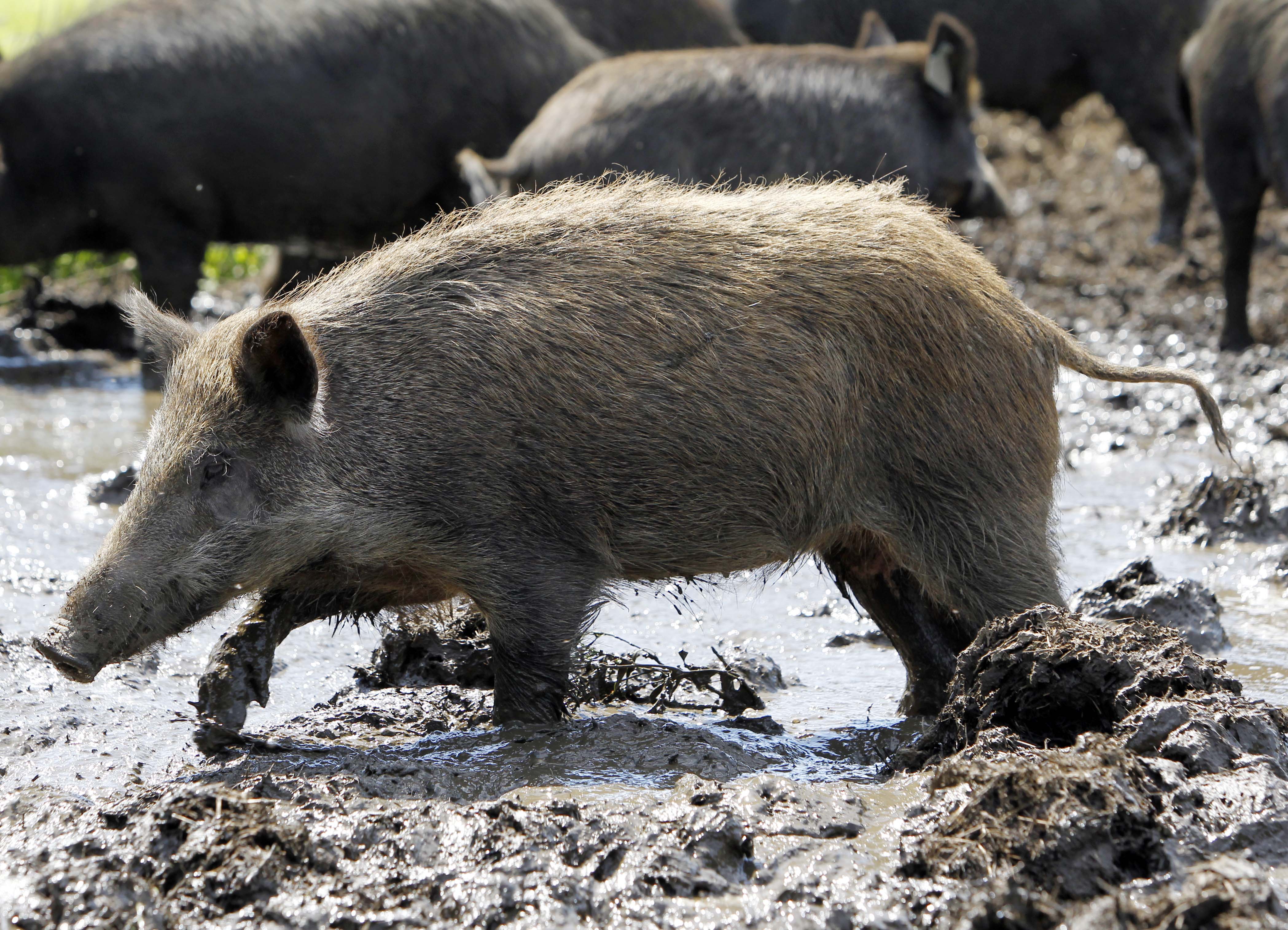 no-feral-hog-meat-for-missouri-s-poor-newstalk-kzrg