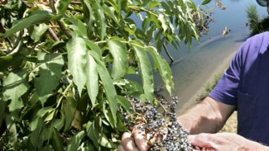 Photo of Elderberries focus of next Twilight Horticulture Tour