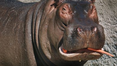 Photo of Two Hippos Leaving Dickerson Park Zoo