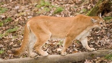 Photo of Woman Chased by Mountain Lion in Allen County