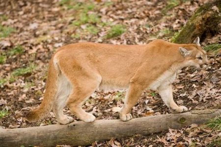 Woman Chased by Mountain Lion in Allen County
