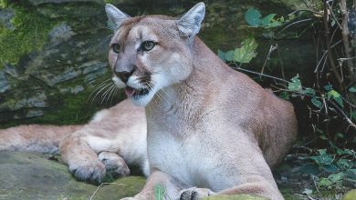 Photo of Escaped Cougar Captured