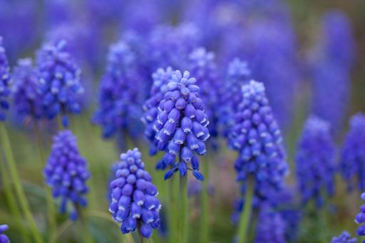 GrapeHyacinth