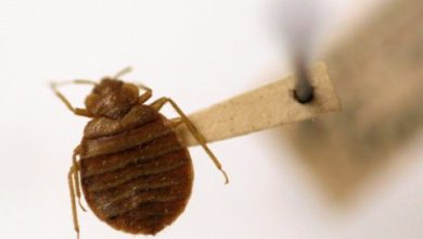 Photo of Company treats over 1,000 Joplin area homes for bedbugs