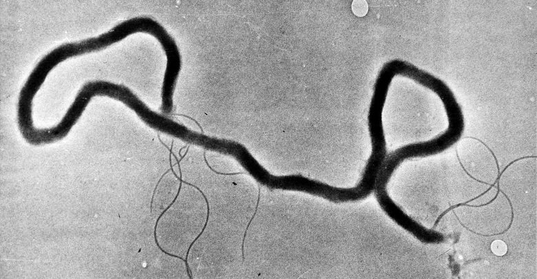 Kansas Sees Rise In Syphilis Cases, Newborns With Disease – Newstalk KZRG