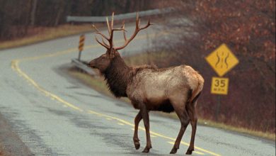 Photo of Elk hunting season starts today