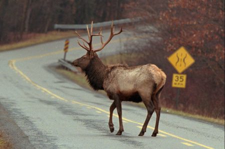 Elk hunting season starts today