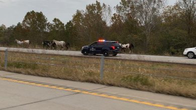 Photo of Horses on the highway