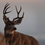 deer, buck, Newstalk KZRG