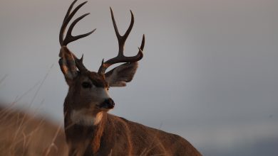Photo of MDC reports final deer harvest for season nearly 300k