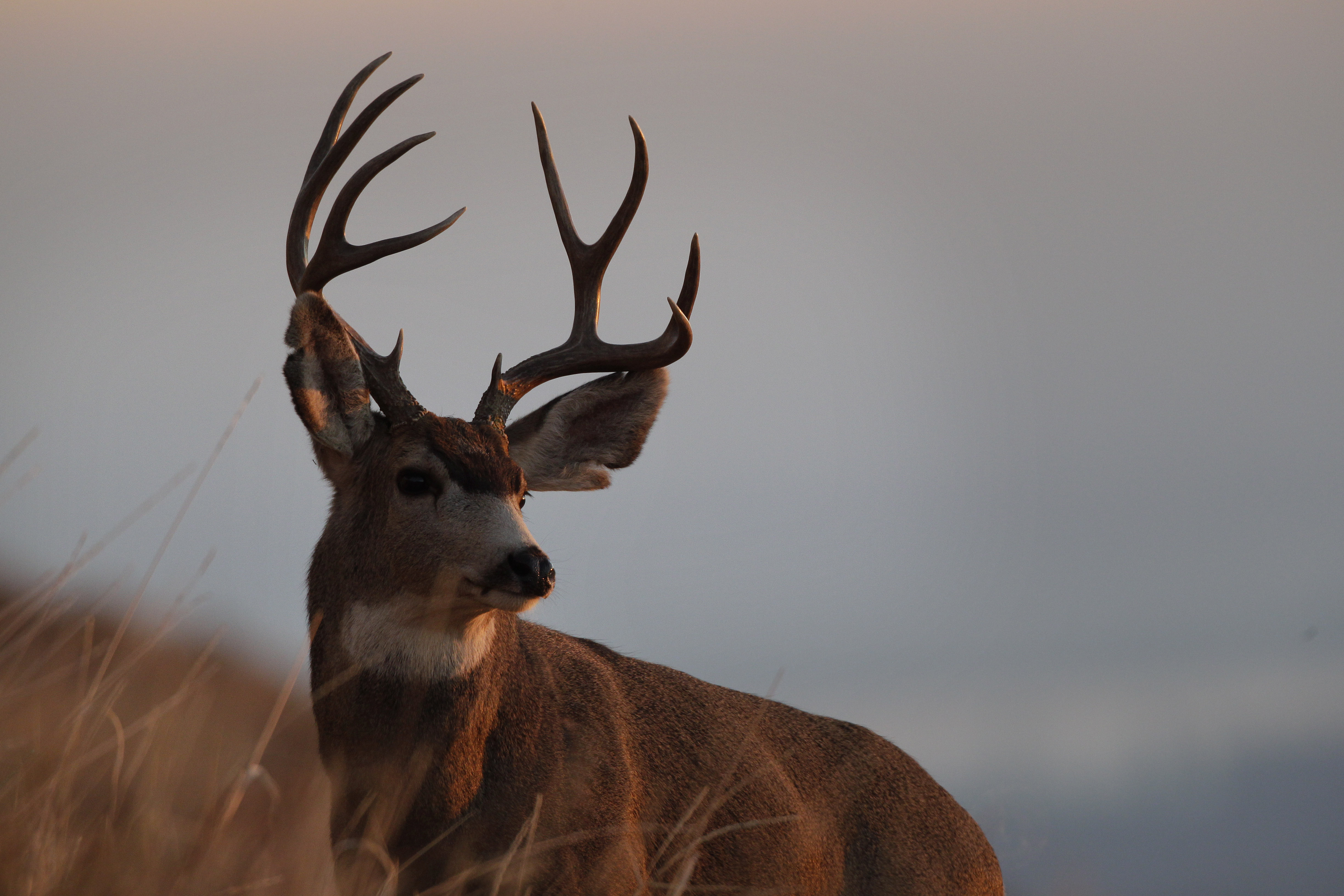 MDC reports final deer harvest for season nearly 300k - Newstalk KZRG.