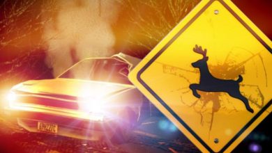 Photo of Drivers warned to watch out for ‘lusty deer’