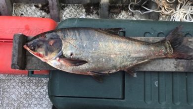 Photo of Over 38-thousand pounds of invasive carp removed from Grand River