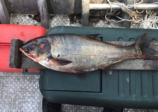 Asian-Carp