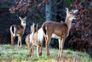 Deer on vehicle collisions increase in Mi...