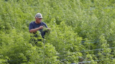 Photo of Kansas Hemp Advisory Board to meet