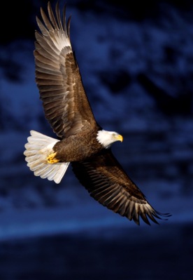 eagle