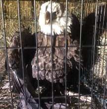 Photo of Injured eagle found in Barton County