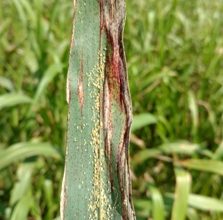 Photo of Sweet-named sugarcane aphid has sour effect on crops