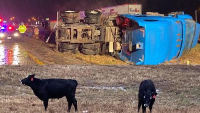 Photo of Update: Cattle Captured Following Overturned Cattle Truck