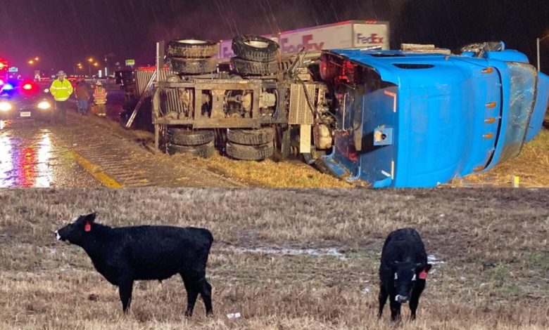 cattle on the loose-overtrned cattle truck, Newstalk KZRG