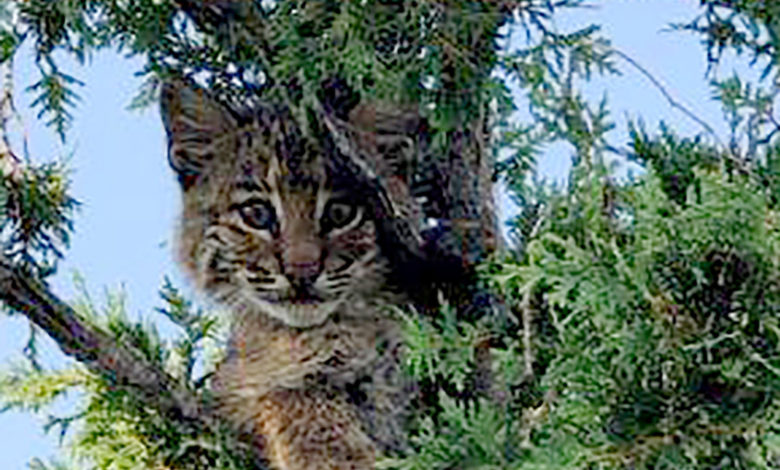 Odd Bobcat On Roof