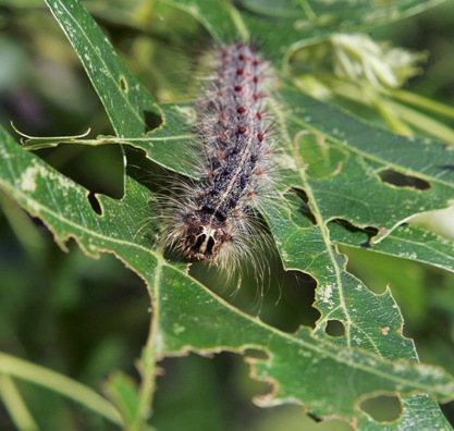 gypsy-moth