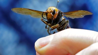 Photo of Asian honeybees develop novel way to destroy “killer” hornets