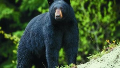 Photo of Black bear hunting season proposed for Missouri