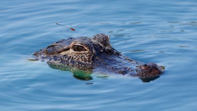 Photo of One alligator trapped, another still missing