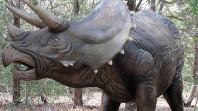 Photo of Triceratops skull found by Missouri College Students