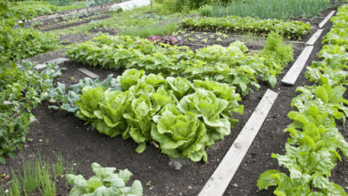 Photo of Grants available through Urban Agriculture Matching Grant program