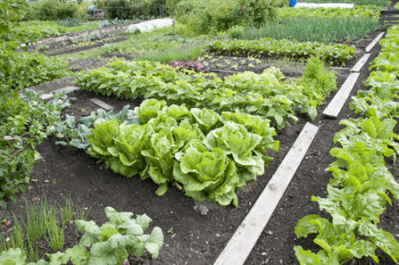 Grants available through Urban Agriculture Matching Grant program