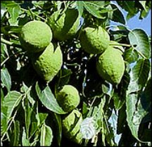 Photo of How to harvest, cure newly-fallen black walnuts