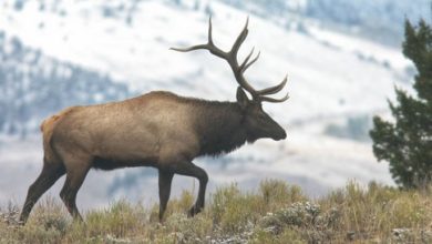 Photo of 5 Lucky Missourians will be hunting elk tomorrow