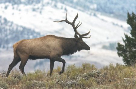 5 Lucky Missourians will be hunting elk tomorrow