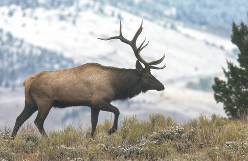 Elk