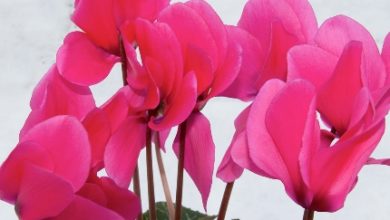 Photo of Meet cyclamen – Cupid’s flowering love child