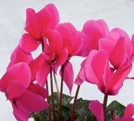 Cyclamen