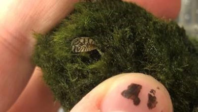 Photo of Invasive zebra mussels found in commercially sold moss balls