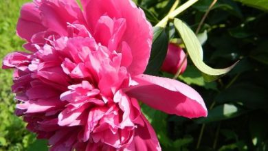 Photo of Peonies traditional flower for Memorial Day