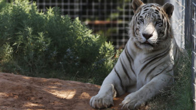 Photo of 8 big cats at St. Louis Zoo test positive for COVID