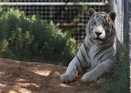 8 big cats at St. Louis Zoo test positive for COVID