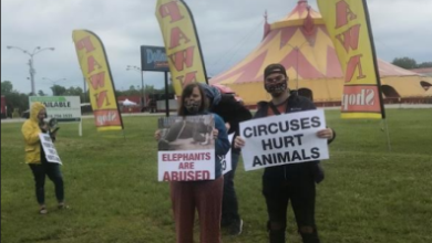 Photo of Tarzan Zerbini Circus draws adults, children and protesters