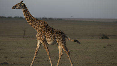 Photo of Topeka Zoo to expand and upgrade giraffe facility