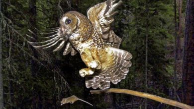 Photo of Owl rescued after getting stuck in batting cage